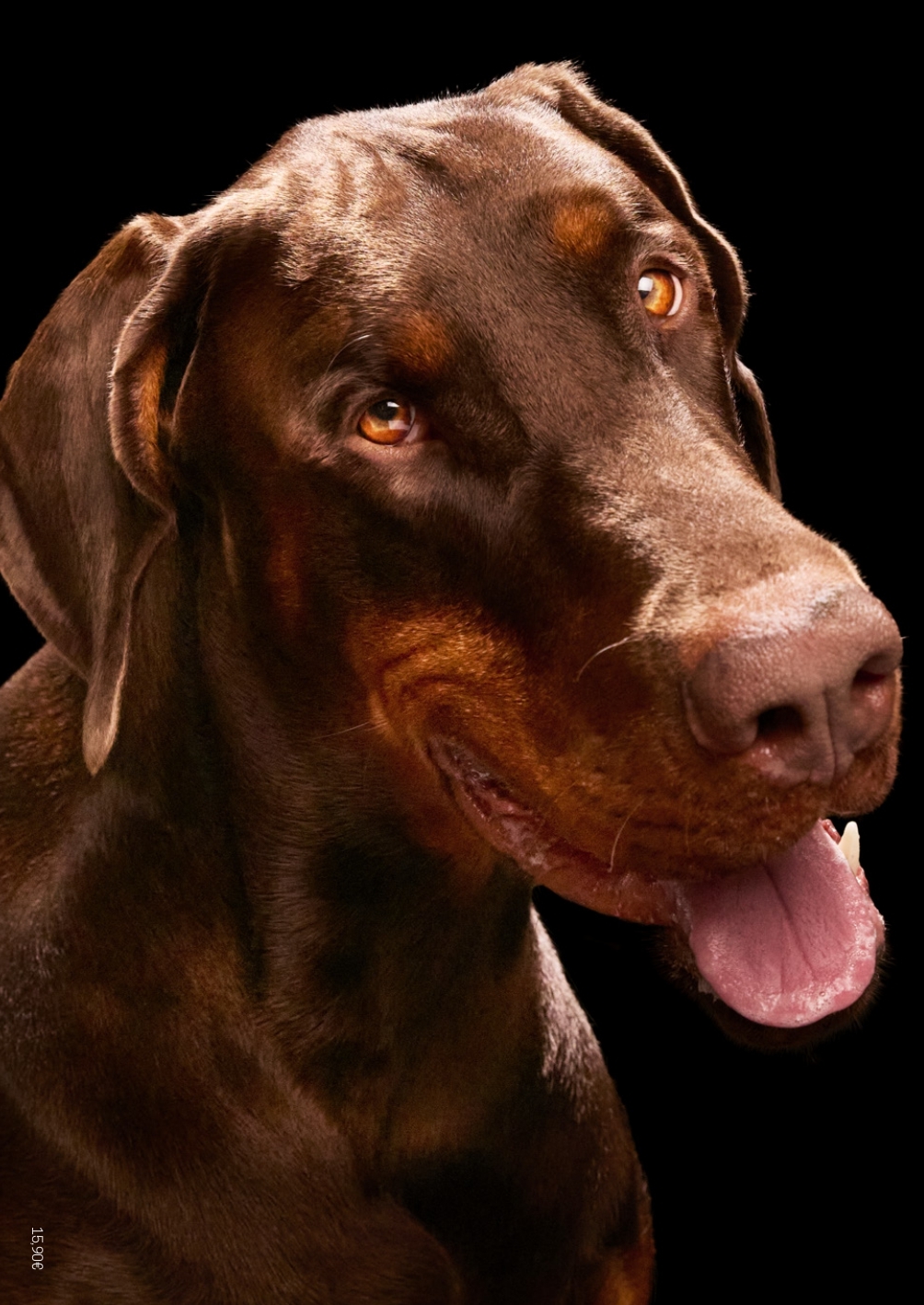 Bâtard N°10 - Septembre 2025 -  Collectif - DOG SOCIAL CLUB