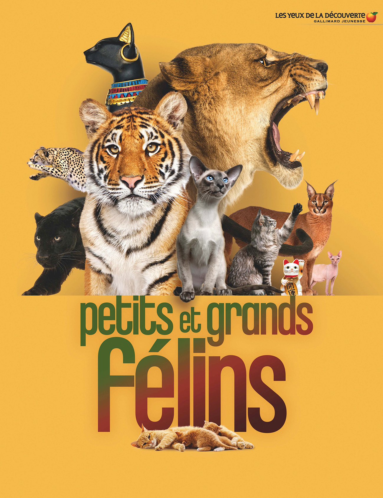 Petits et grands félins -  JULIET CLUTTON-BROCK, Juliet Clutton-Brock - GALLIMARD JEUNE