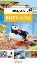 Oiseaux de bretagne